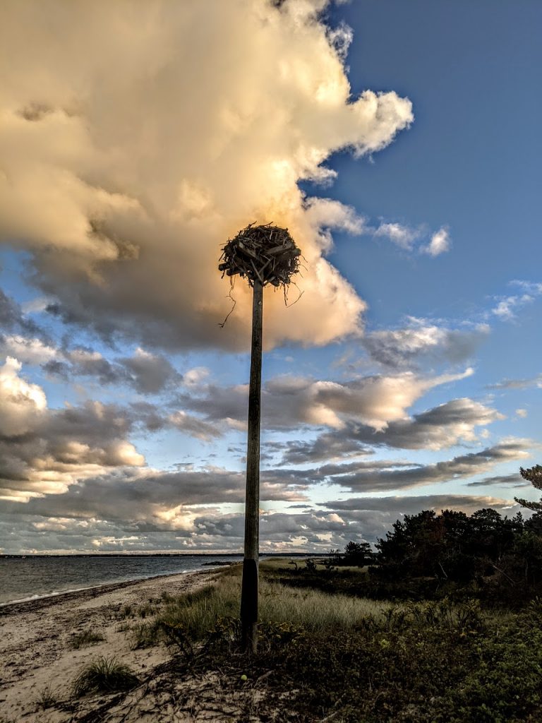Osprey Nest